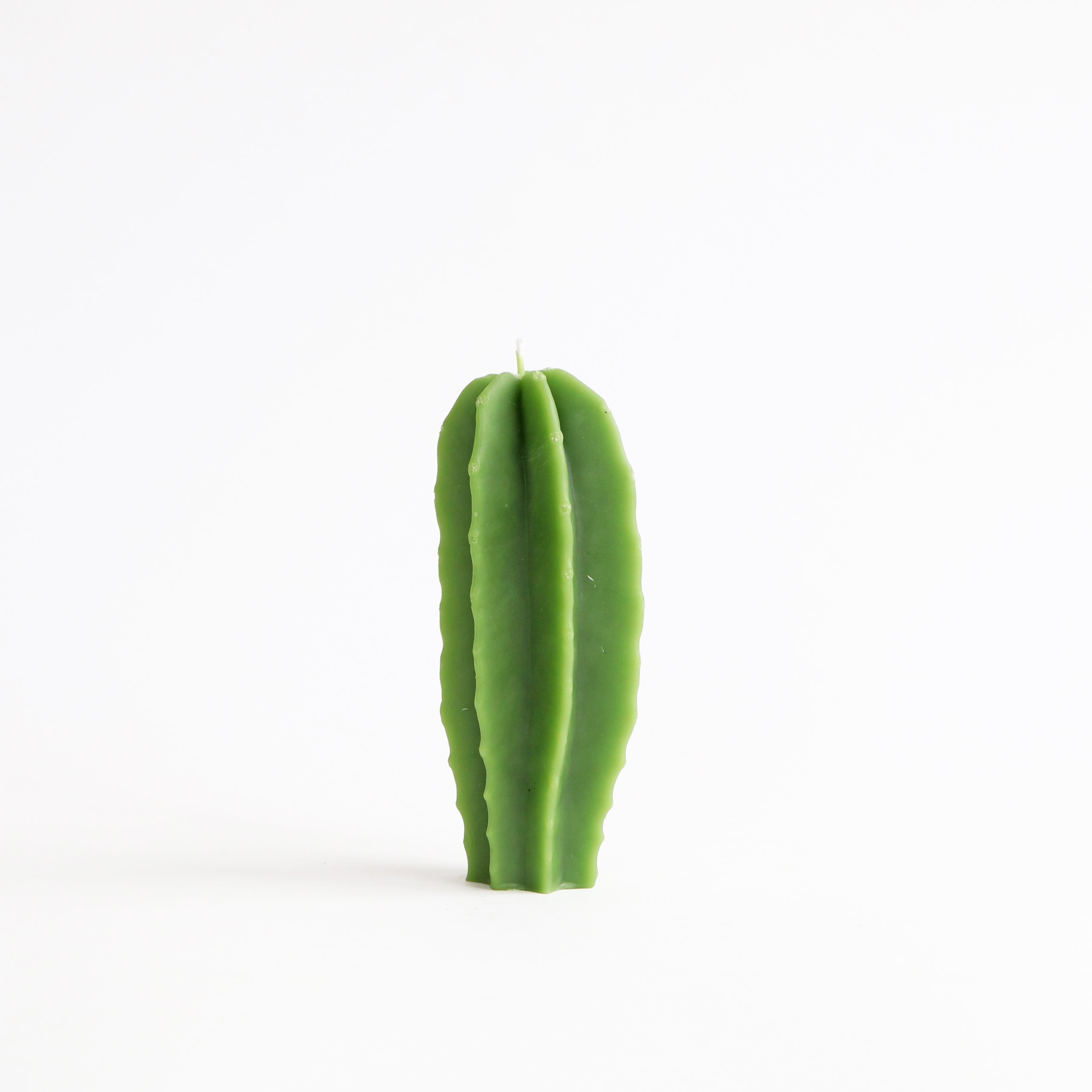 Green cactus candle on a white background