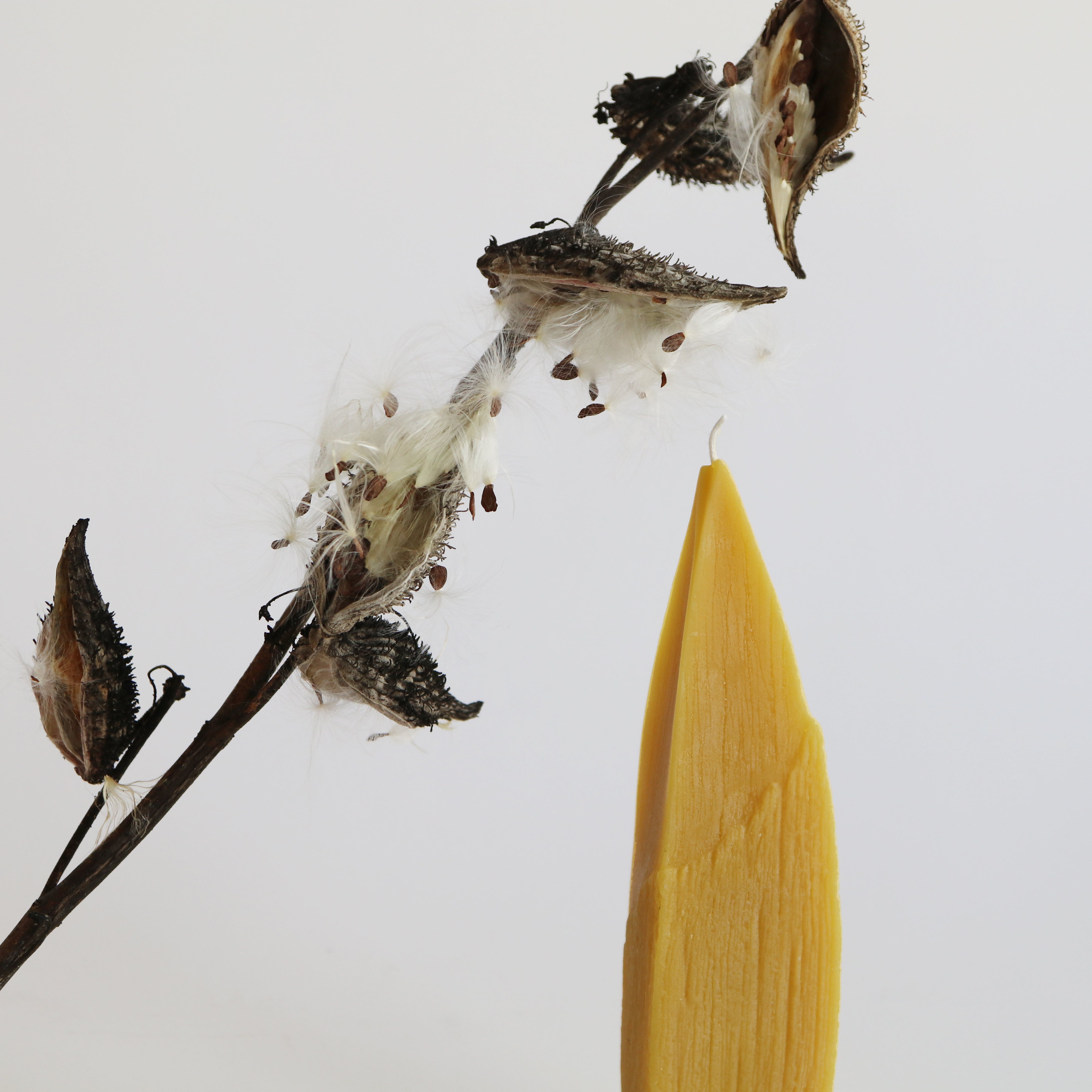 milkweed meadow pods with candle