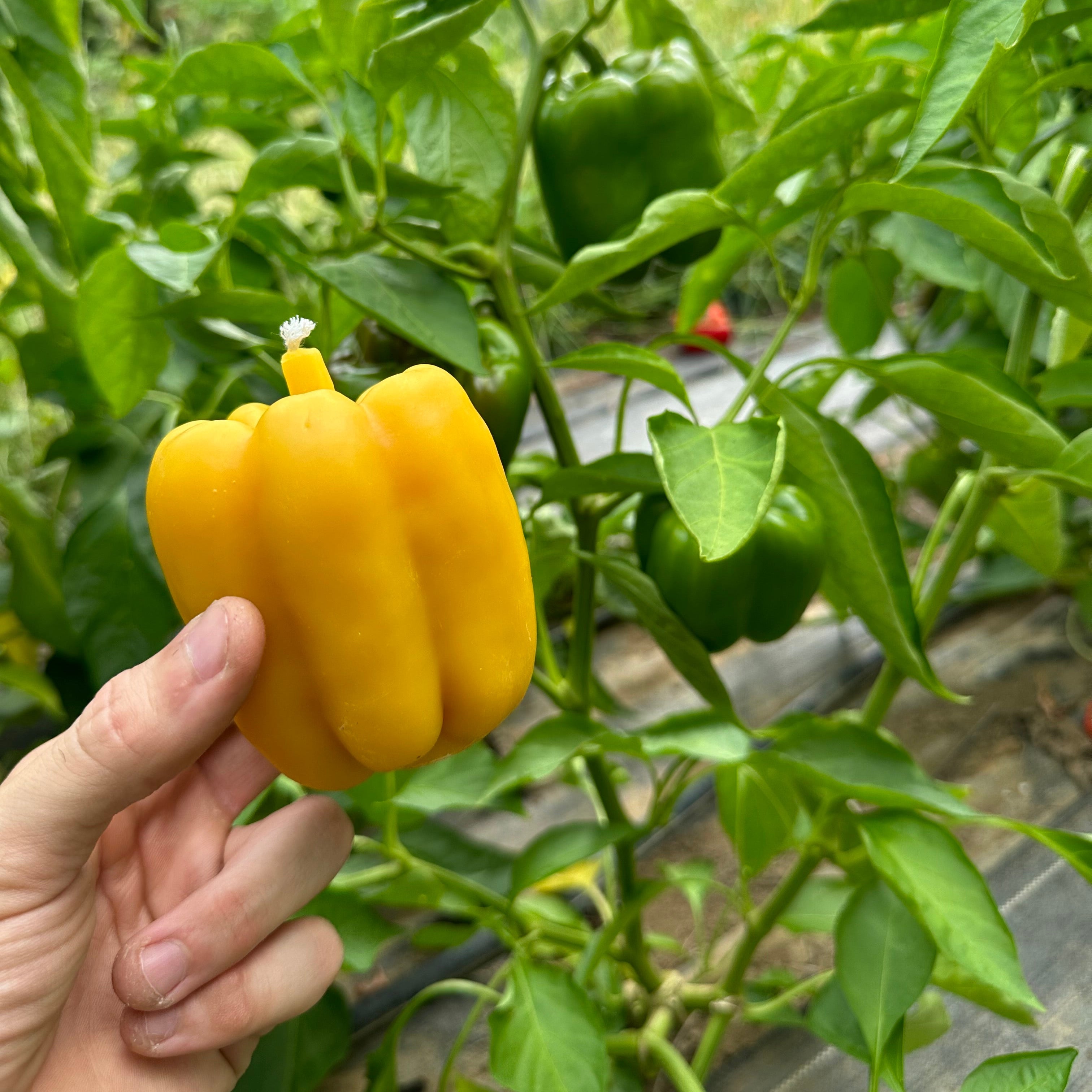 hand holding pepper beeswax candle with pepper plants in background