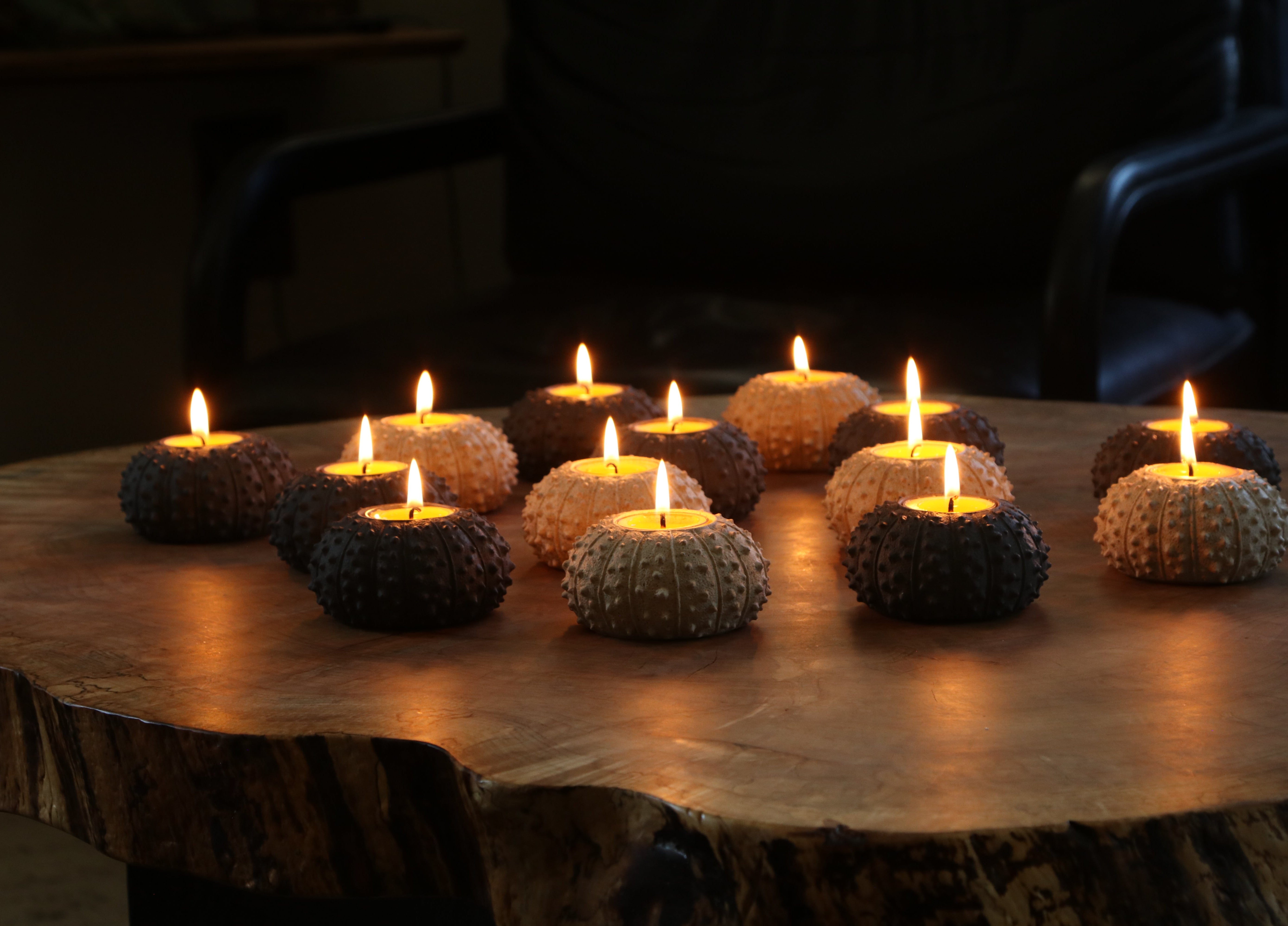 A group of sea urchin tea light candles arranged on a rustic live-edge wooden table in a dimly lit room.