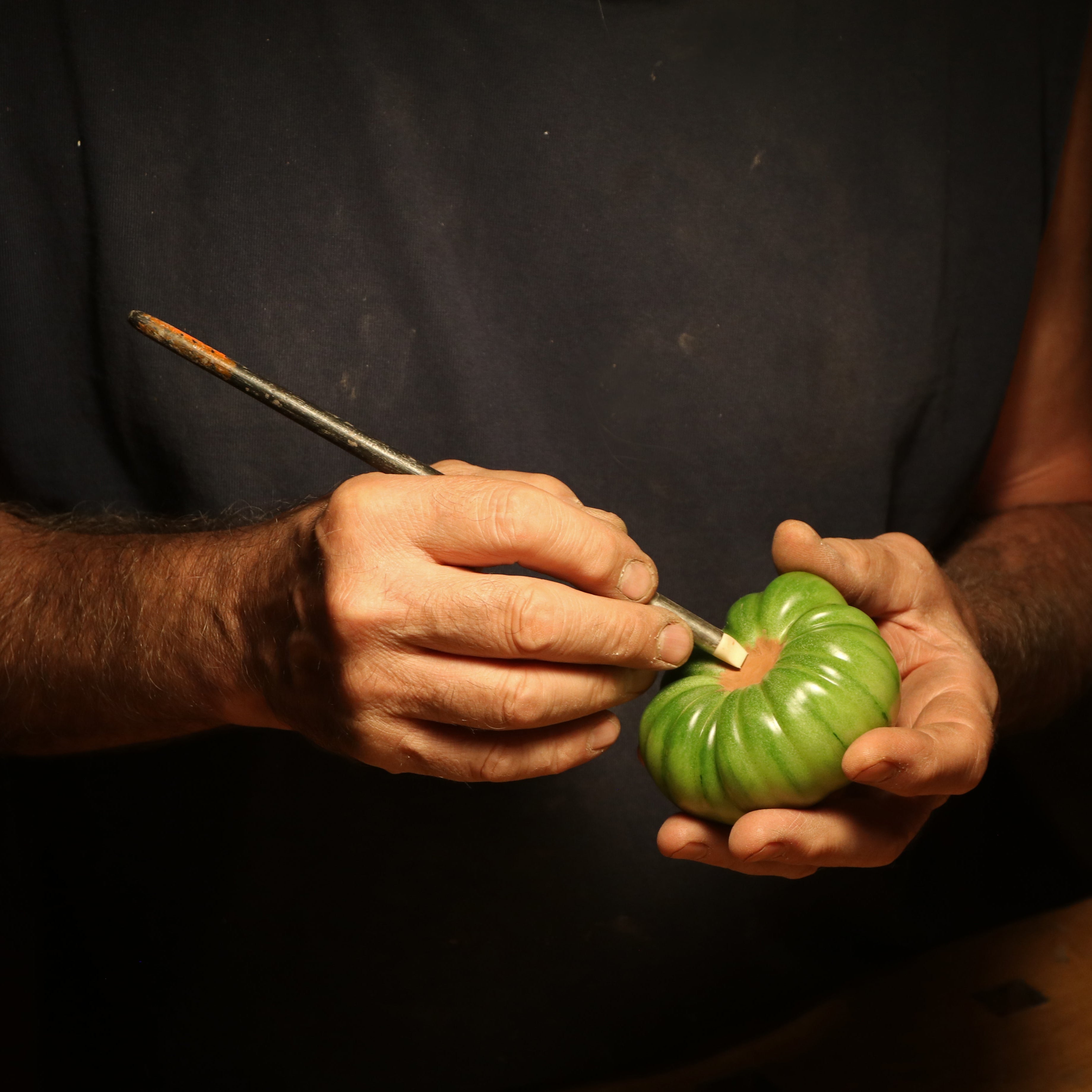 Hands working on tomato master