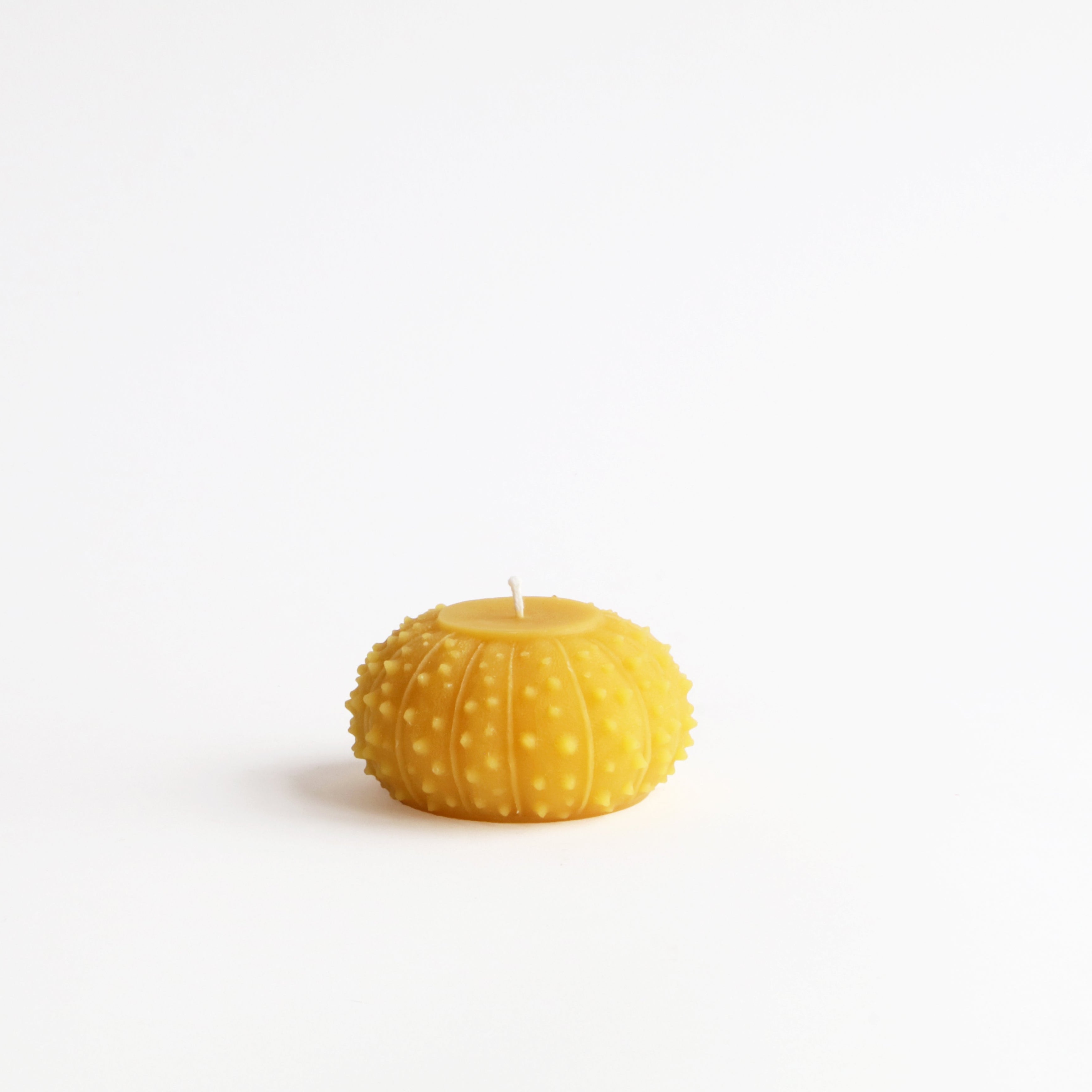 sea urchin beeswax candle