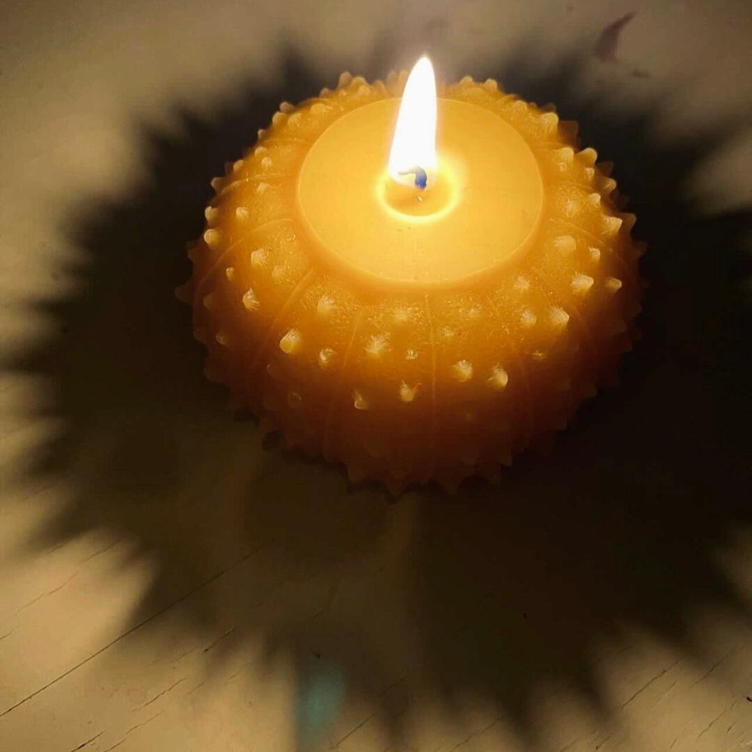 urchin candle casting beautiful shadow
